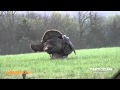 One of the best turkey hunts in Trophy Pursuit history!  