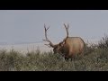 Pat Lefemine shoots a nice 5pt Colorado bull called in by Wes Atkinson and Jason Whitaker while hunting in Colorado. Breathtaking footage.