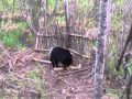 A big boar that came into the bait while hunting with Eagle Eye Outfitting. 