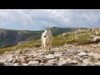 Here is a short teaser video of the upcoming dvd from this years mountain goat hunt A Season In The Scree. Check out my other videos on youtube at Triple B Productions or Bucksbandsbulls