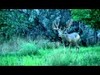 Here is the current video of the giant typical muley ive been filming all summer. This video was taken on Aug 5th 2012. Roughly 3 more weeks till archery season opens here in colorado. Im pumped 