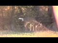 I filmed this young 12 point working a scrape during the first week of Novemeber