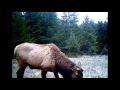 Video of Roosevelt elk and black bears and trad bowhunters.