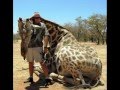 Big old Giraffe bull goes down with one shot. Hunted with Vieranas Hunting Safaris in Namibia.