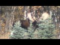 We were sitting on my moose carcass waiting for a bear to come in when we first saw this giant.  We filmed him for 3 days.  