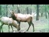 SureWest Custom Hunt's trial cams captured some good video in 2011 in New Mexico.  Here is a edited compilation of some of the better videos.