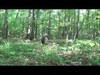 A quick Georgia tradbow gobbler hunt with Russell Outdoor Guides. 
