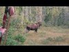 This is a shot at a nice Bull Moose from Newfoundland.