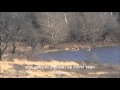 Bucks rut chase a doe into the lake.
