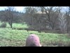 Spot and stalk archery hunting for Russian Boars in Northern California