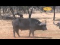 Hunting highlights of buffalo hunt by Brent Warrington at Dries Visser Safaris