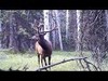 2011 Colorado Elk Trail Cam Compilation. Public Land