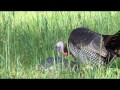 A compilation of video clips from our 2013 turkey bowhunts.