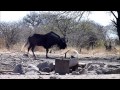 BOWHUNTING WIITH AGAGIA HUNTING NAMIBIA: BLACKWILDEBEEST TIRO Y TRACK 