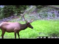 This is the second video of this now 5 pt bull with a severely damaged left antler. The first video was a month earlier and appears to have just happened. Watch my youtube videos for more 