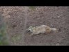 Slow Motion on a coyote from Kansas.