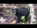 bow hunting black bear