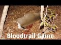 This video is part of Bloodtrail Challenge 39. Hit the features link above to play along and test your tracking skills.