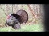 Pat Lefemine takes a giant NY Gobbler during opening week