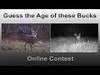 Our annual deer aging contest is online. See if you get it right!