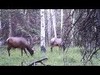 Trail Cam Video of a Bull i got with my Bushnell Trail Cam HD 720p

Check Out My other Videos on my youtube channel http://www.youtube.com/user/bucksbandsbulls?feature=mhee