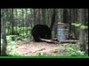 Shot and recovery of Spring Bear.