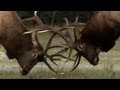 National Geographic used some of my elk footage for their Untamed Americas series a few years ago. I've captured over 6,000 images and hours of footage from this one wallow. 