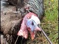 Blinds, Calls, & Dekes weren't working so I put a long stalk on this gobbler. Finally I ambushed him and drilled him. After he ran off, I searched & found him & drilled him between the eyes w/ a Judo