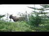 Here is a nice Bull Moose from Newfoundland just out of Longbow range.