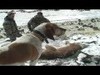 Some awesome footage team members Ken Rosencrans and Darrell Nunez got while hunting lions in Southern Idaho last year.
