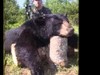 A very fast paced look at Big Bear bowhunting in our nearly 1000 sq. mi. wilderness territory.