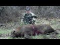 It only took one arrow to drop this huge hog; he only went 15 yards. 
