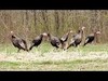 One Crazy turkey hunt. Never saw anything like it. 