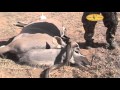 Hunting Highlights of Jeremiah at Dries Visser Safaris
