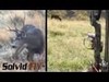 Shawn spots, stalks, films and kills an archery mule deer, 100% film it yourself style. Watch many more FIY hunts at http://SolvidFIY.com. A very respectable mule deer dies after Shawn stalks within 25 yards of the buck on a mule deer bow hunt.

Hunter, Videographer, Editor: Shawn Jackson

Music Produced by Phat Records