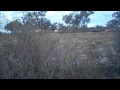 Bowhunting feral pigs in Australia and ending up with my first boar charge. scary action close up.