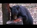 Bear is shot and then falls from tree!