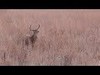 Watch the video from my Live Kansas Whitetail hunt! 