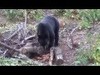 Archery bear kill 2012