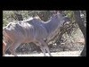 Limcroma Safaris Kudu at 30 yards
