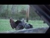 This is footage from my 2013 turkey season, taken in MA.