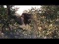 Some of the latest Dangerous Game hunting highlights shot by Limcroma's own videographer Melcom VanStaden