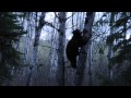 Bear leans on tree, I shoot, it rockets up the tree then falls to earth.