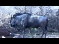 This is my video of my bow hunt in South Africa with Diekie Muller hunting safaris 