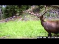 Getting ready for archery season. This is a video of a 6x5 bull elk. Subscribe to my youtube channel and check out my other trailcam videos.
https://www.youtube.com/channel/UCSQEB2V3yq1gGJrrUnZQfGw