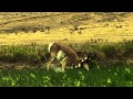 Ten frames from my Antelope video