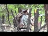 Some clips of a successful father & son muzzleloader hunt on one of our ranches in NM.