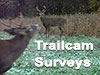 Trail Camera Surveys - A Crash Course