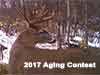 Deer Aging Contest 2017