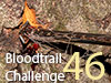 Interactive Bloodtrail Challenge 46
